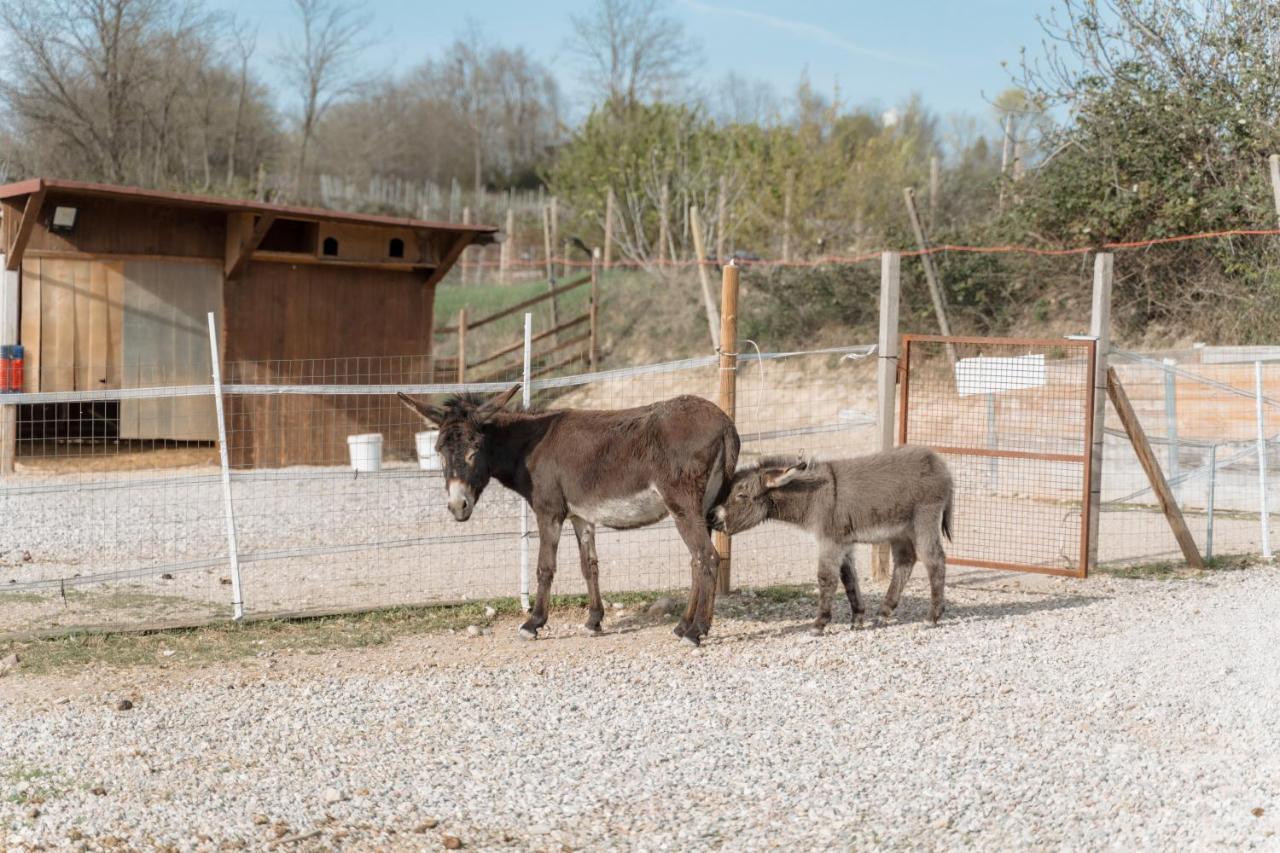 Agriturismo San Francesco Valeggio sul Mincio Zewnętrze zdjęcie