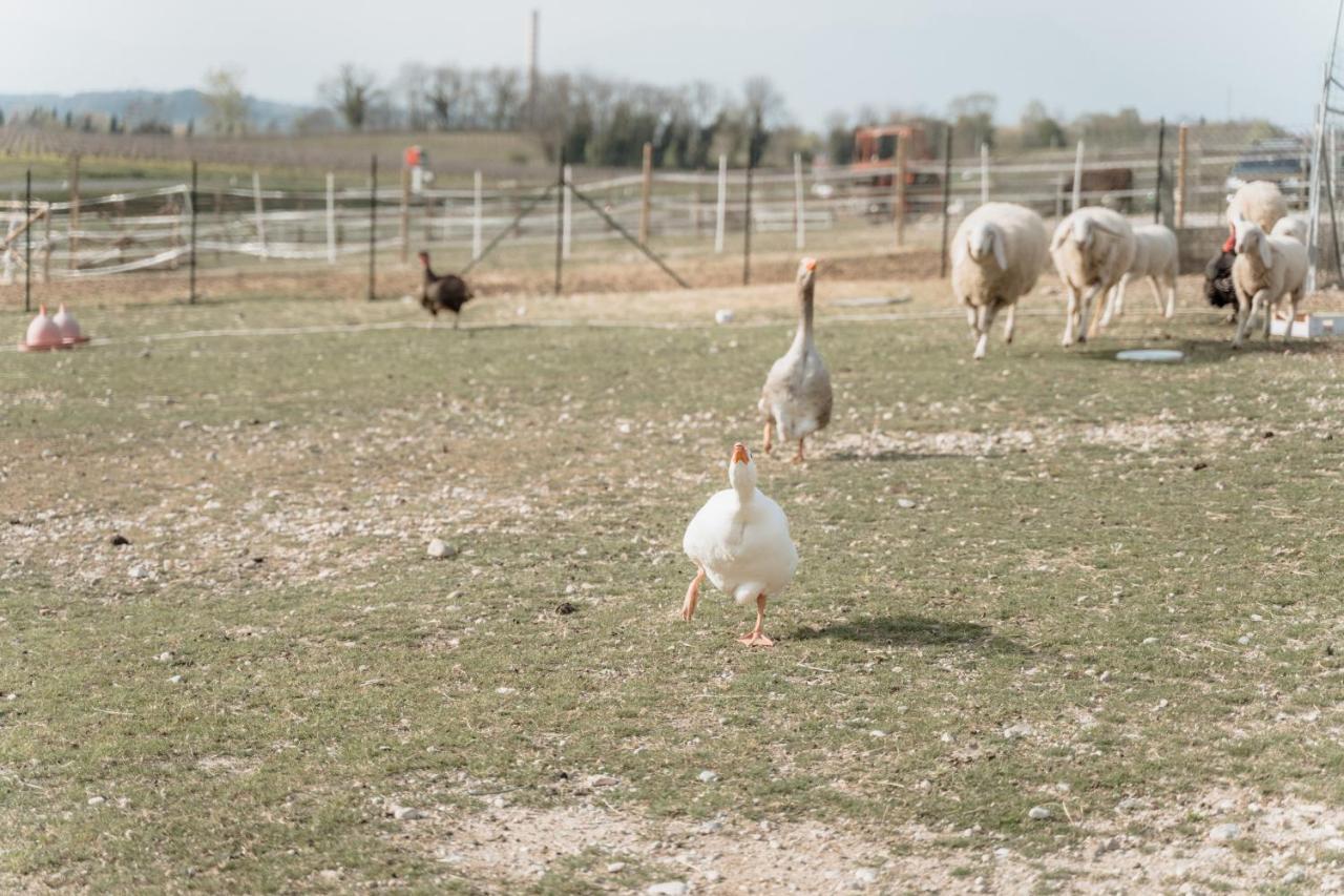 Agriturismo San Francesco Valeggio sul Mincio Zewnętrze zdjęcie