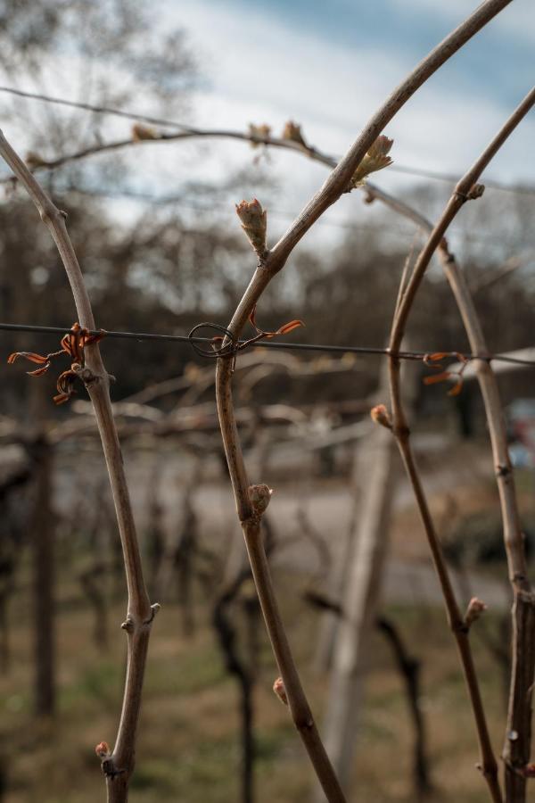 Agriturismo San Francesco Valeggio sul Mincio Zewnętrze zdjęcie