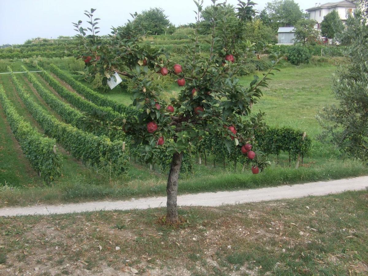 Agriturismo San Francesco Valeggio sul Mincio Zewnętrze zdjęcie
